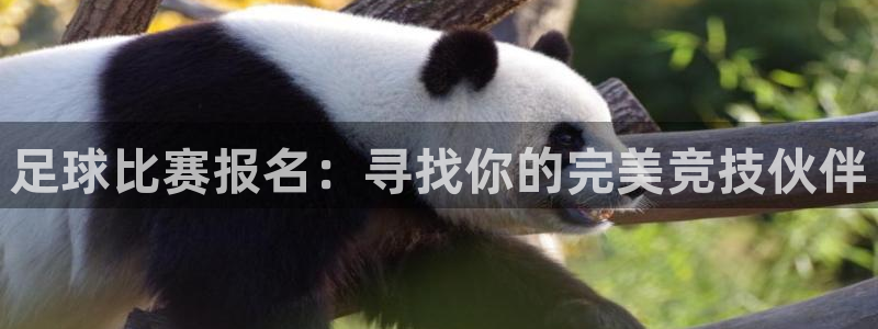 足球比赛报名：寻找你的完美竞技伙伴