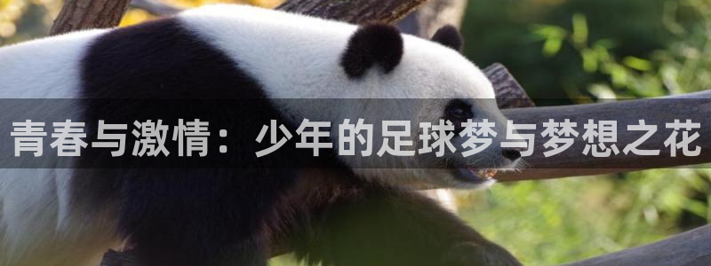  青春与激情：少年的足球梦与梦想之花