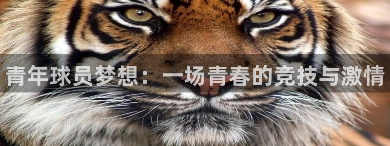 青年球员梦想：一场青春的竞技与激情